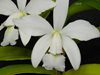 Cattleya violacea f. alba x sib ('OCN White' x 'Valter Rocha') (Ching Hua Orchids) 
